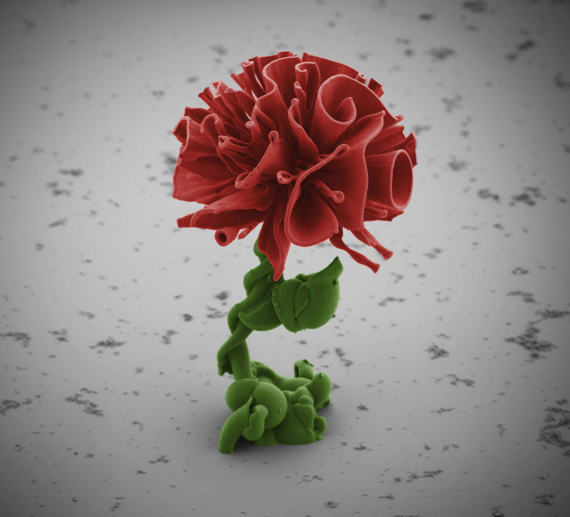 Illustration for article titled This Flower Is Beautiful, and It's Also Not a Flower At All